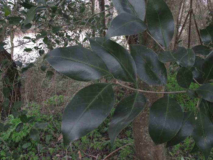 Ligustrum lucidum, ovvero esordio di un''invasione biologica